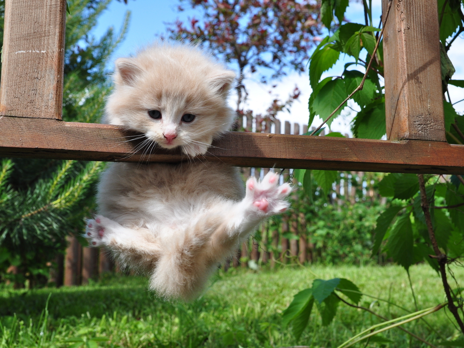 Котенок на заборе