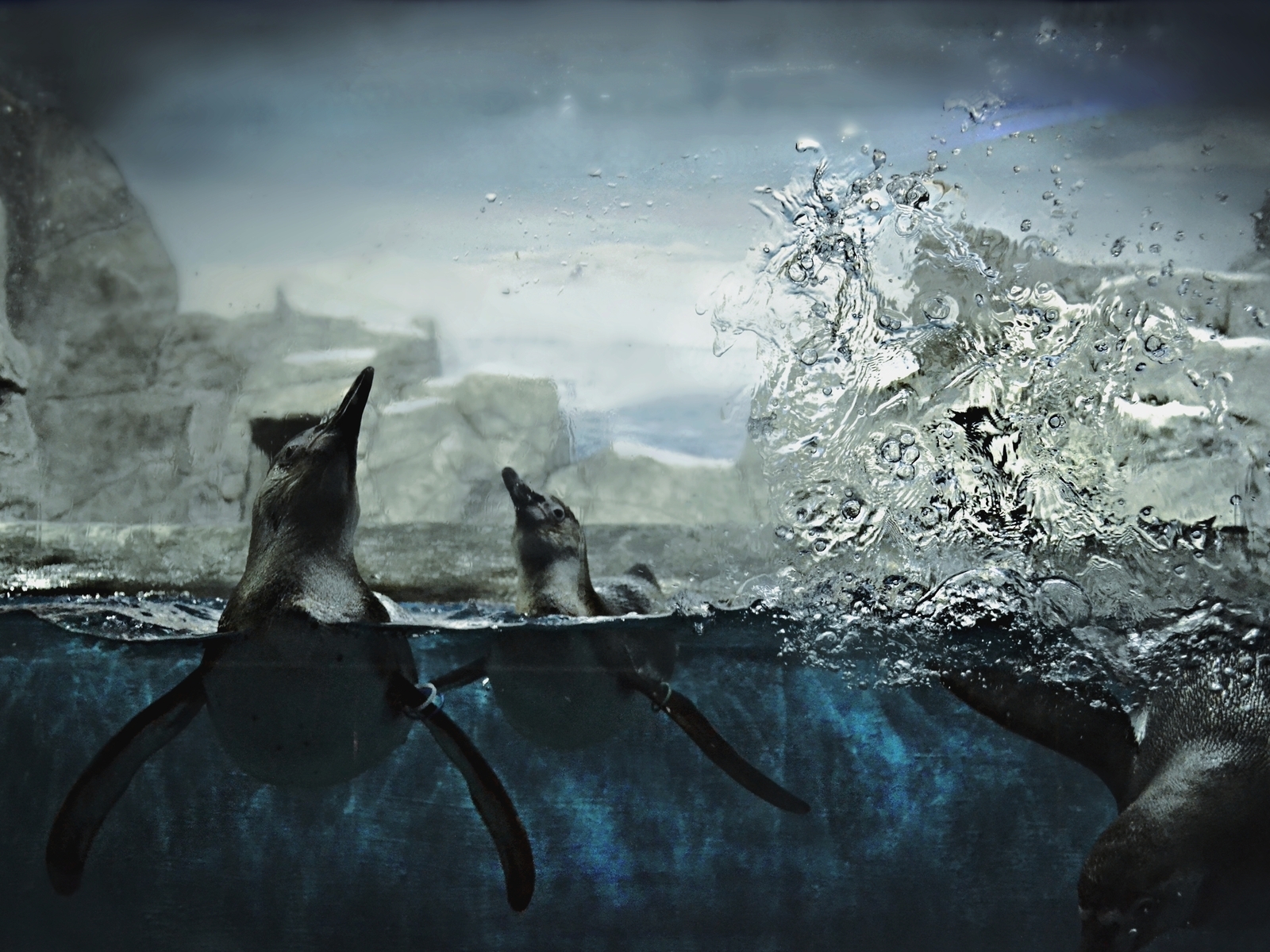 Пингвины в воде