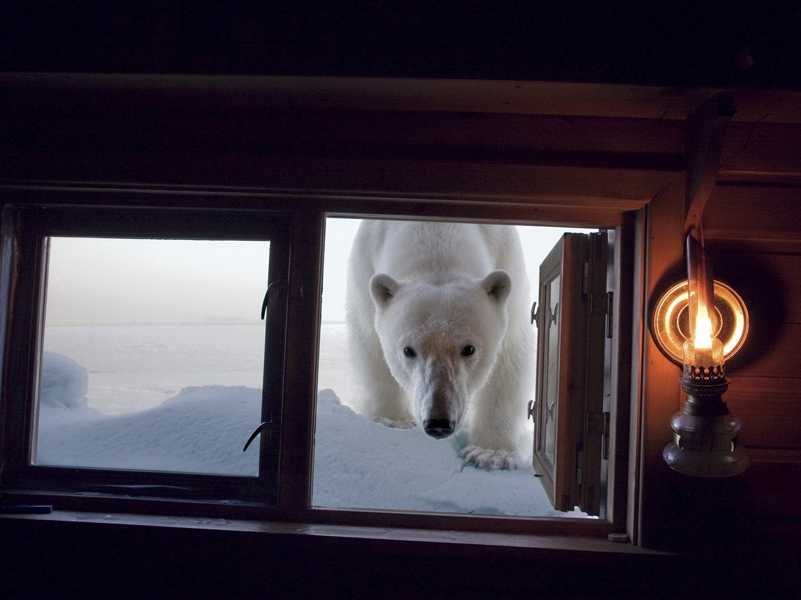 Медведь в окне