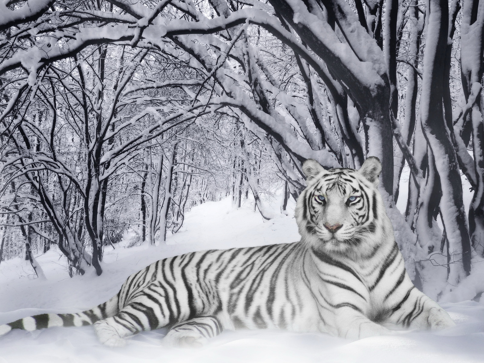 Белый тигр в лесу
