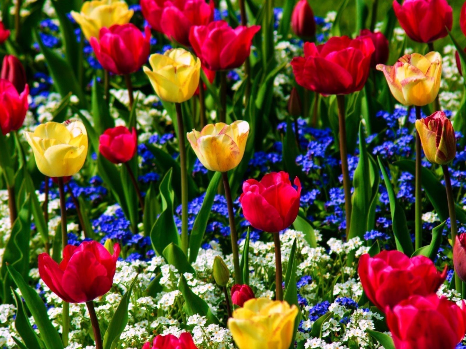 Разноцветные тюльпаны с незабудками