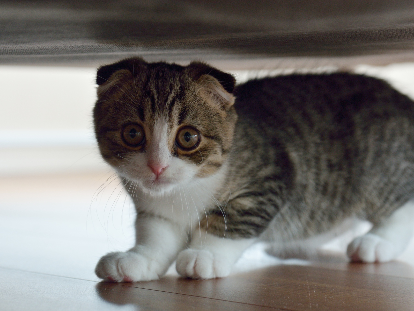 Маленький шотландский вислоухий кот под кроватью