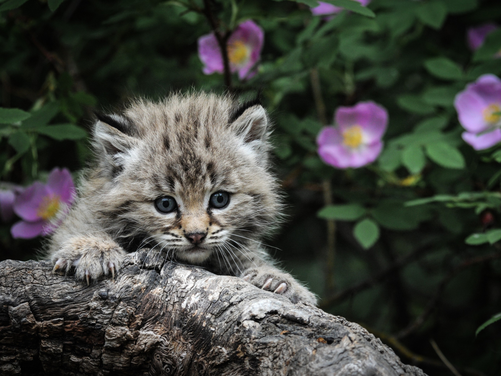Маленький серебристый кот мейн-кун на дереве