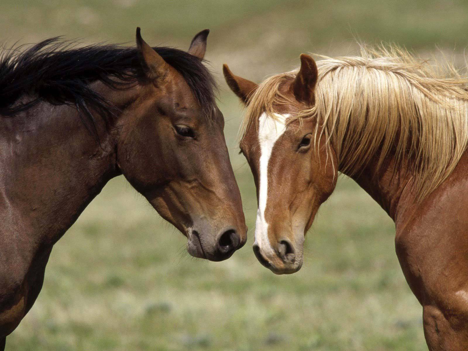 Две коричневые лошади