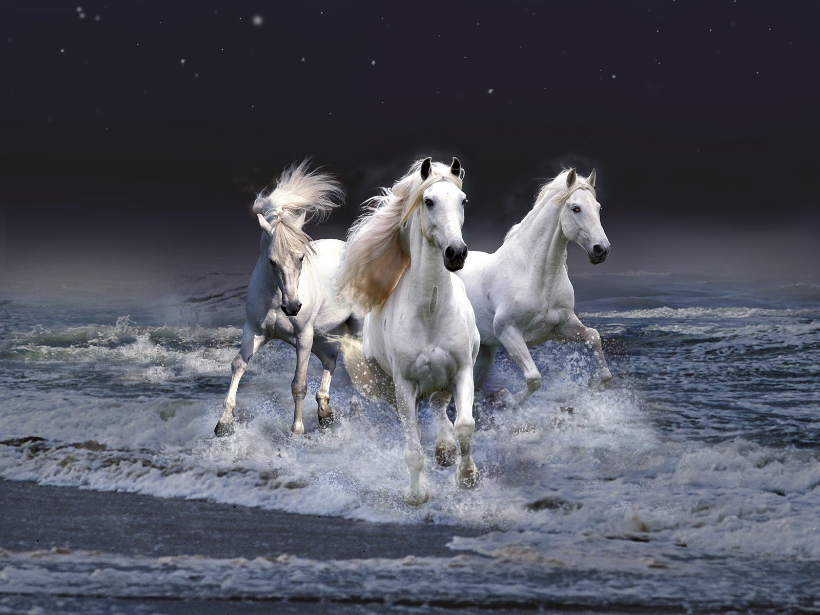	 Troika white horses