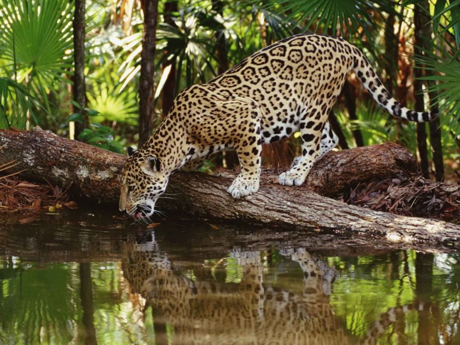 Леопард на водопое