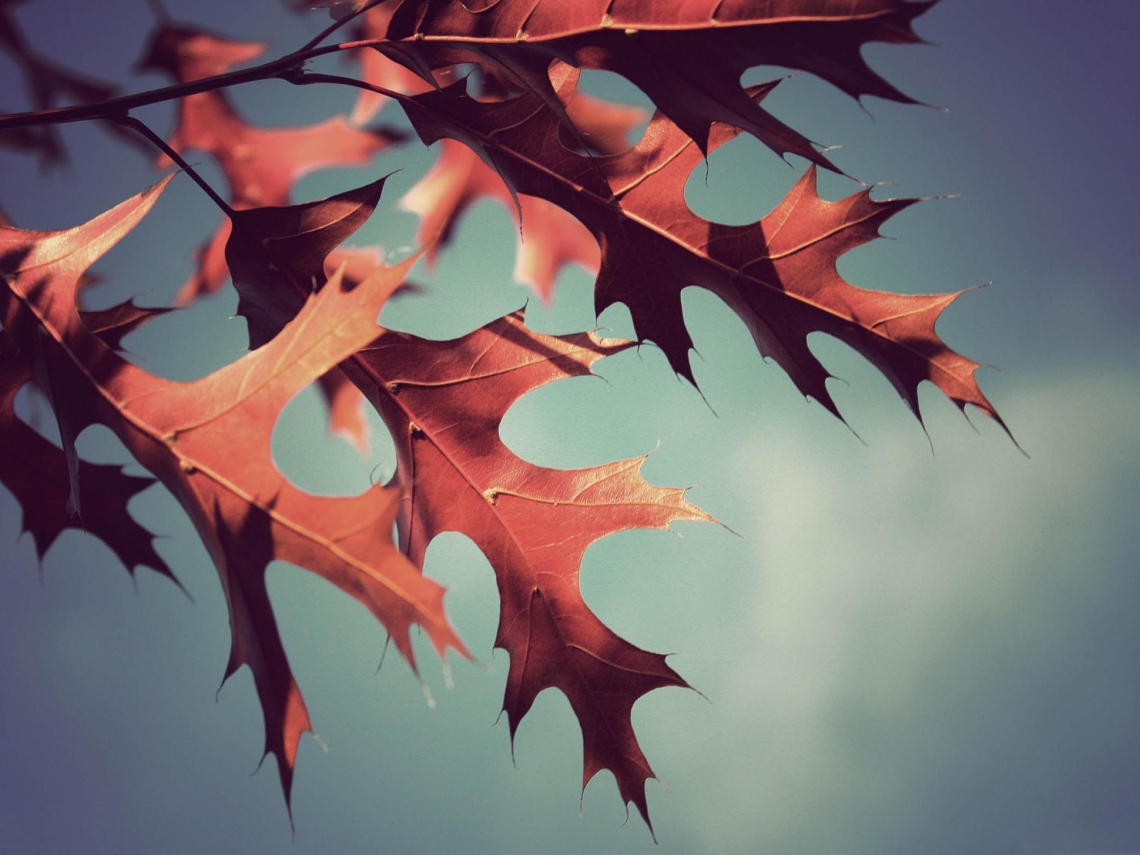 Oak leaves Desktop wallpapers 1600x1200