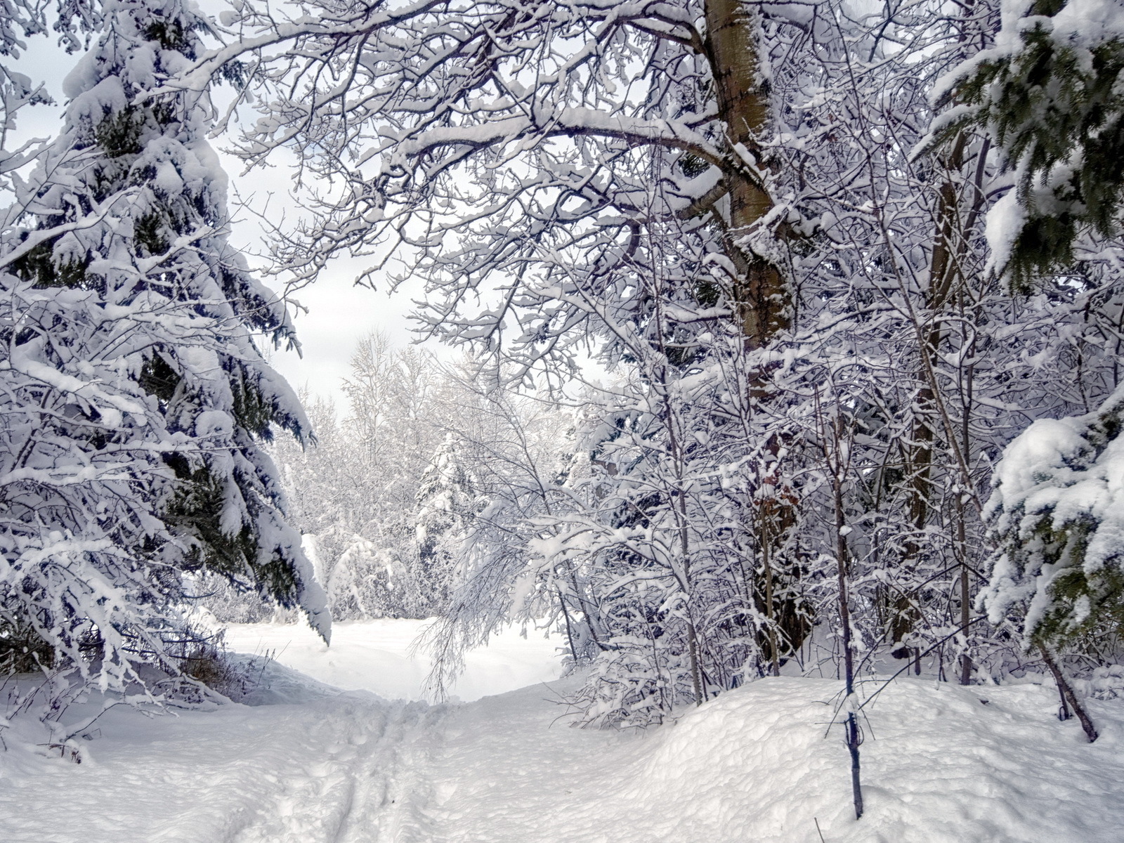 Зимняя дорога в густом лесу