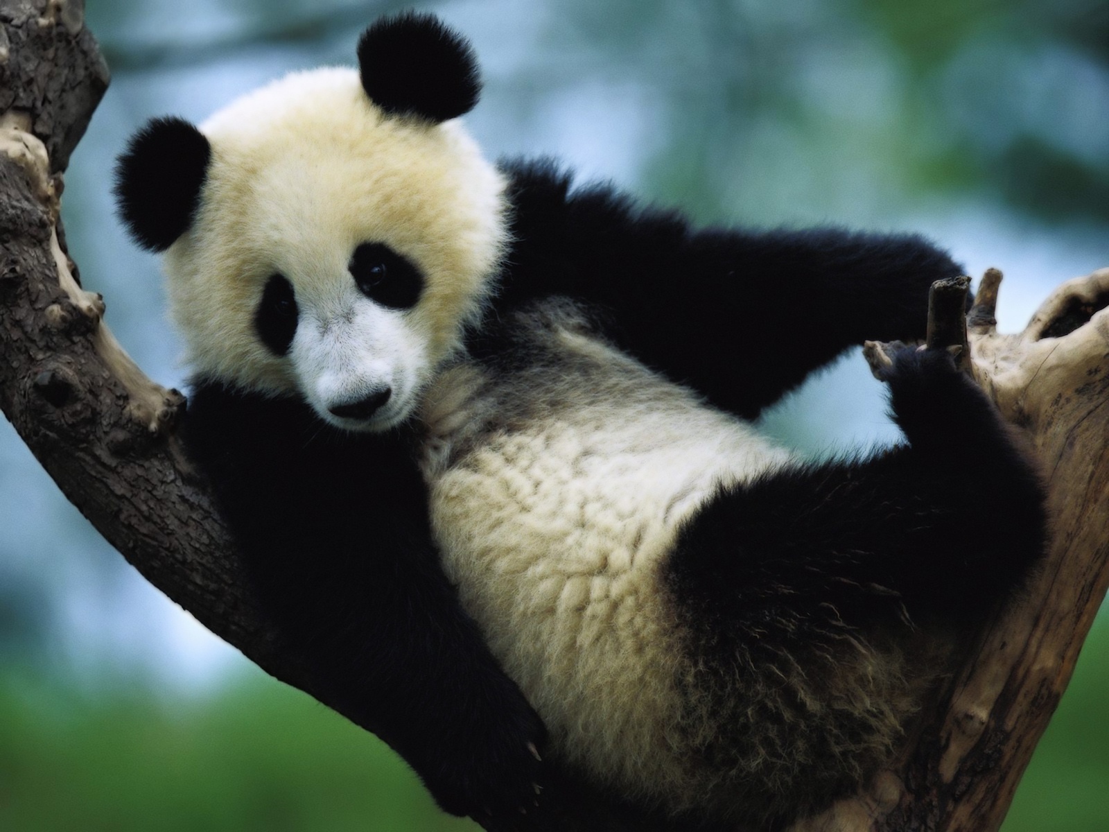 Панда сидит на дереве