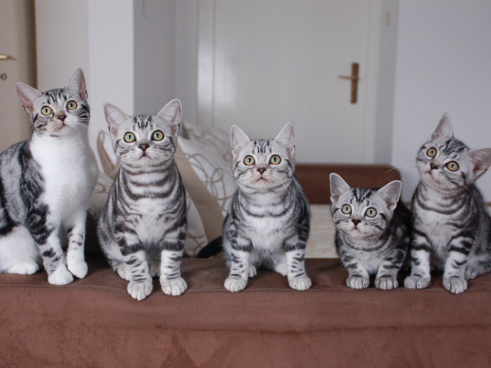Семейство котят американской короткошерстной кошки