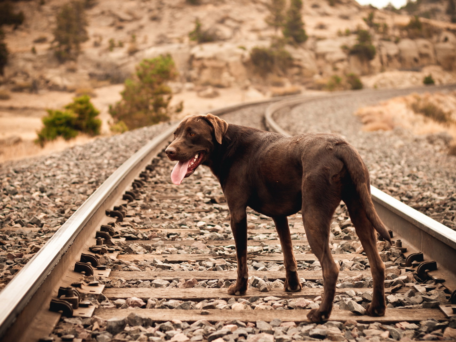 Собака на железной дороге ждет хозяина
