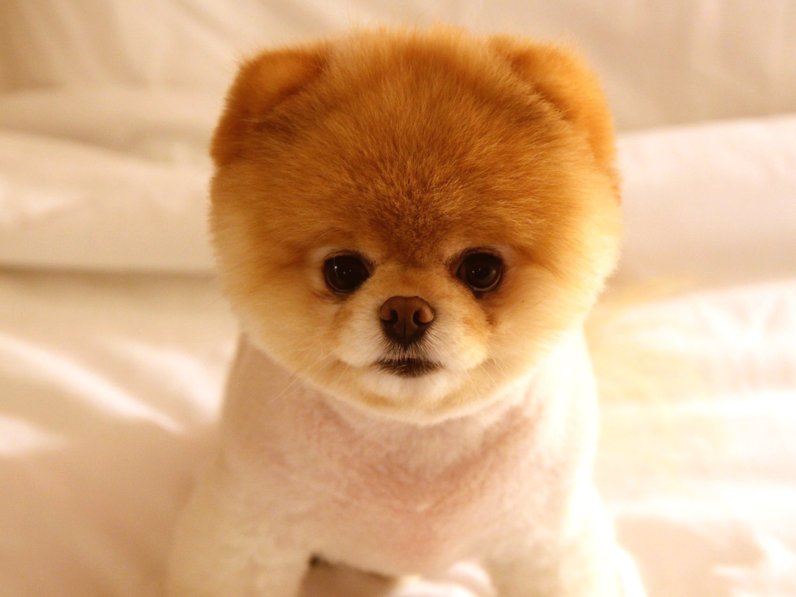 	   Puppy Pomeranian Spitz