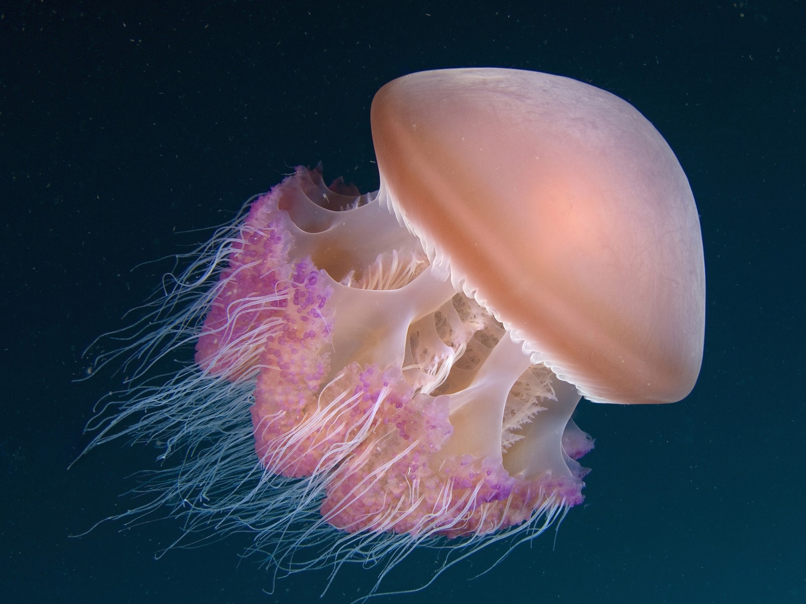 Медуза Индонезии