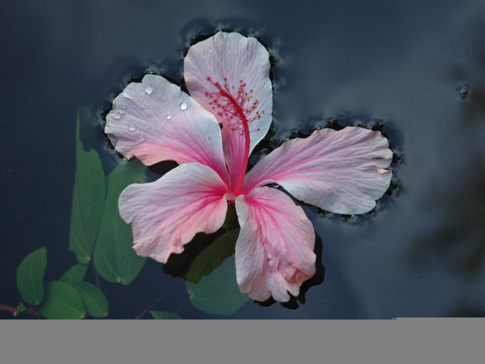 	   Pink flower on the water