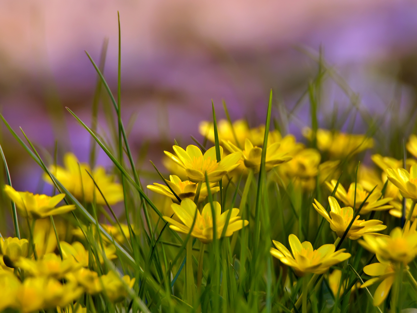 Желтые цветы на поляне