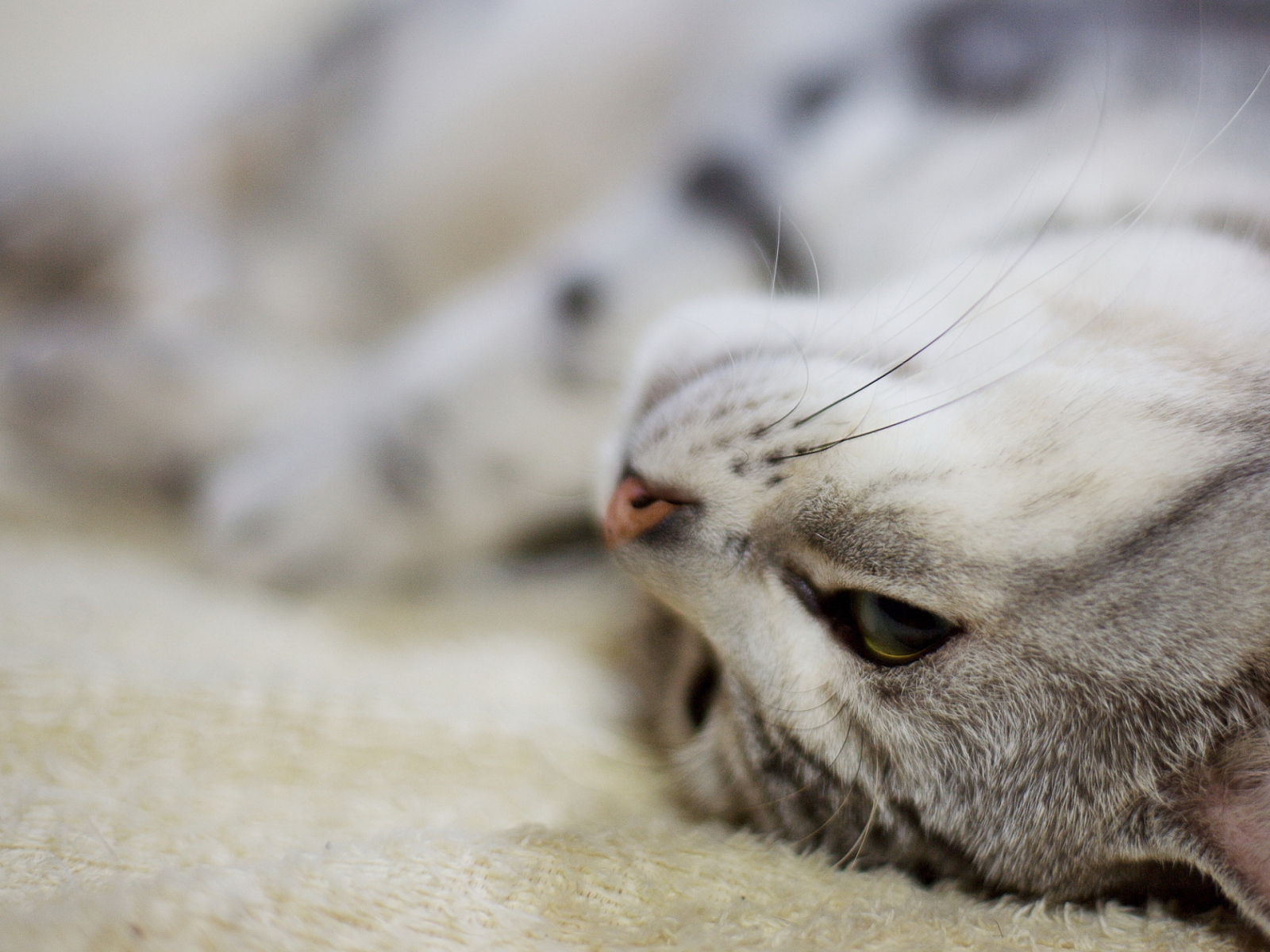 Кот нежится на ковре