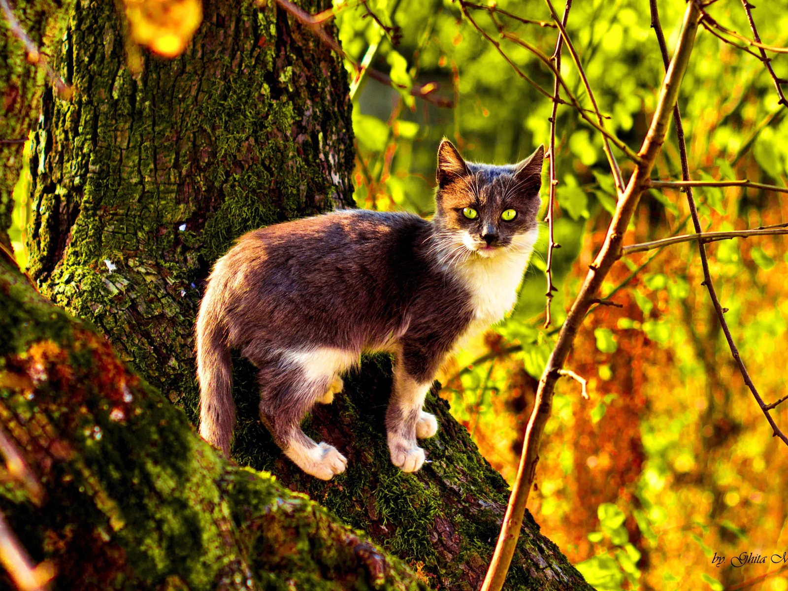 Кот на поросшем мхом дереве