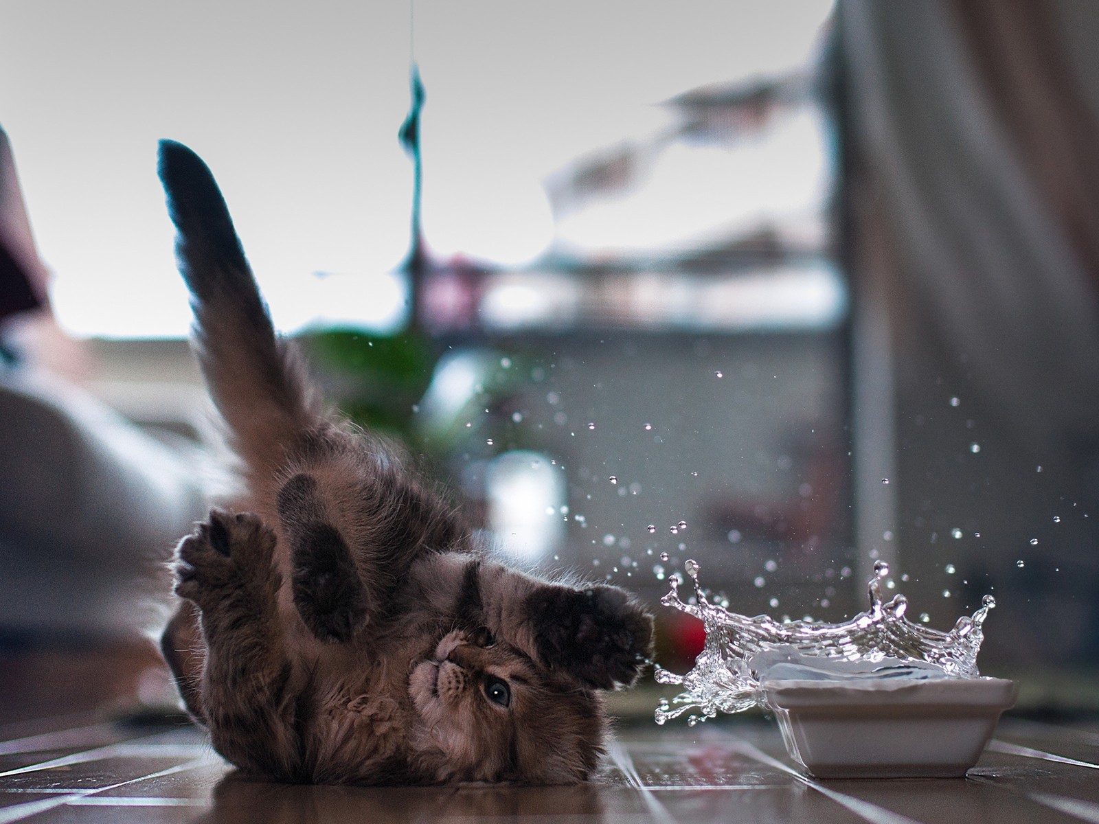 Кот играет с водой лежа на спине