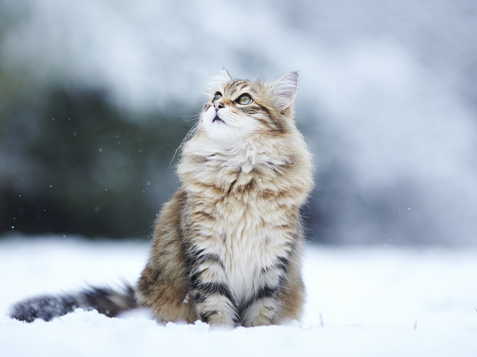 Кот сидит на снегу и смотрит вверх