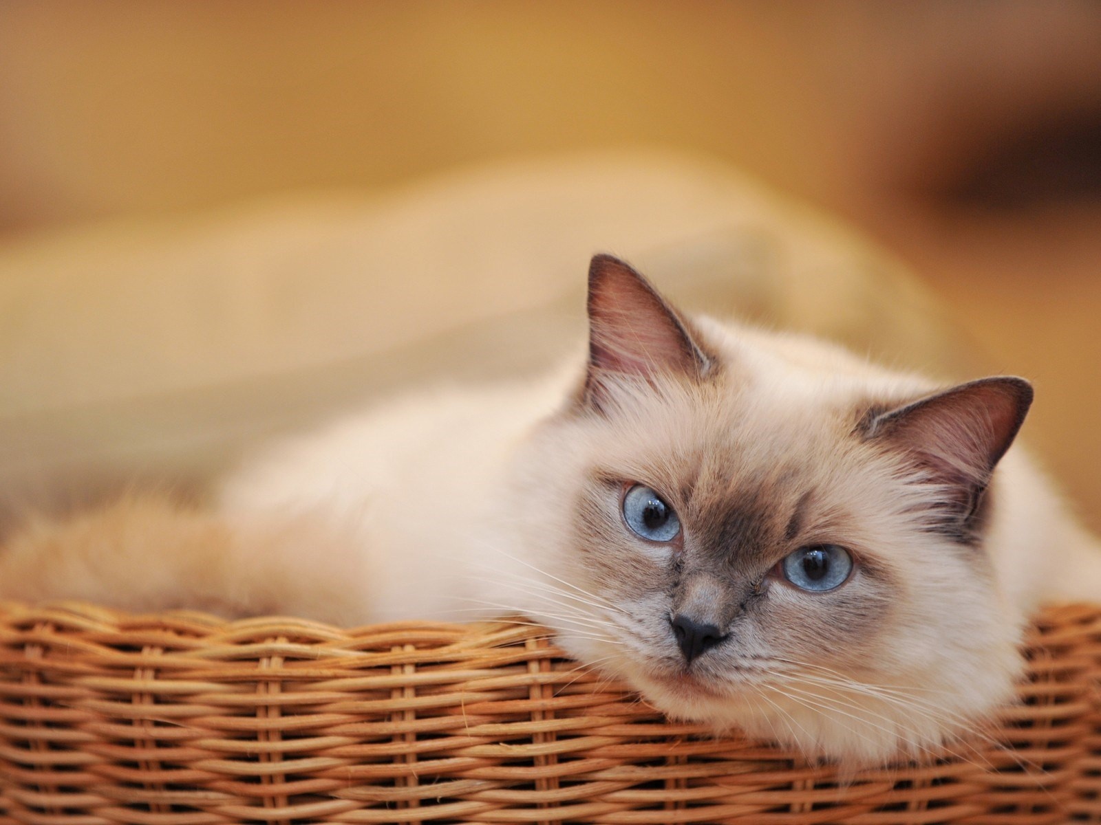 Пушистая сиамская кошка в соломенной корзине