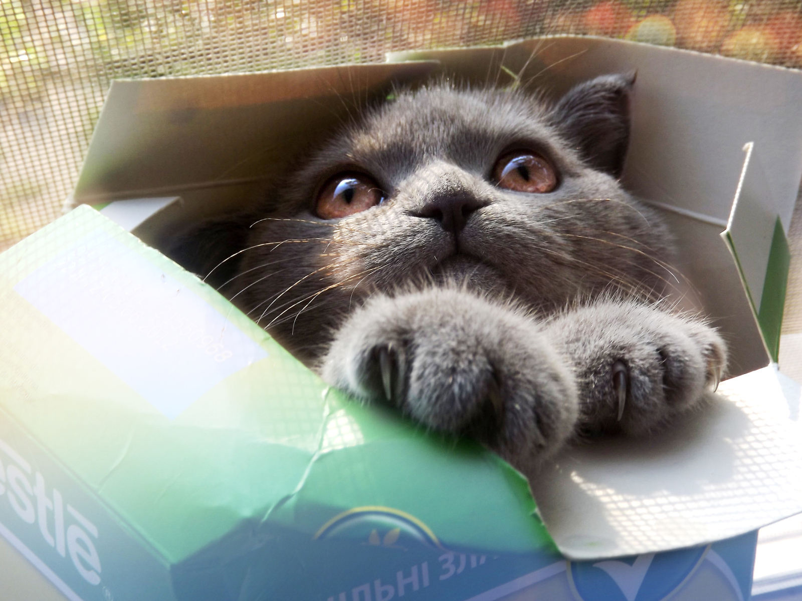 Серый кот в коробке