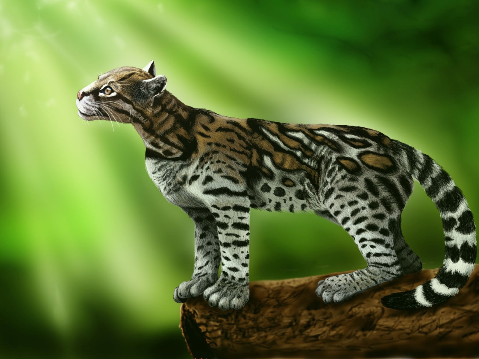 Ocelot cat stands on a green background