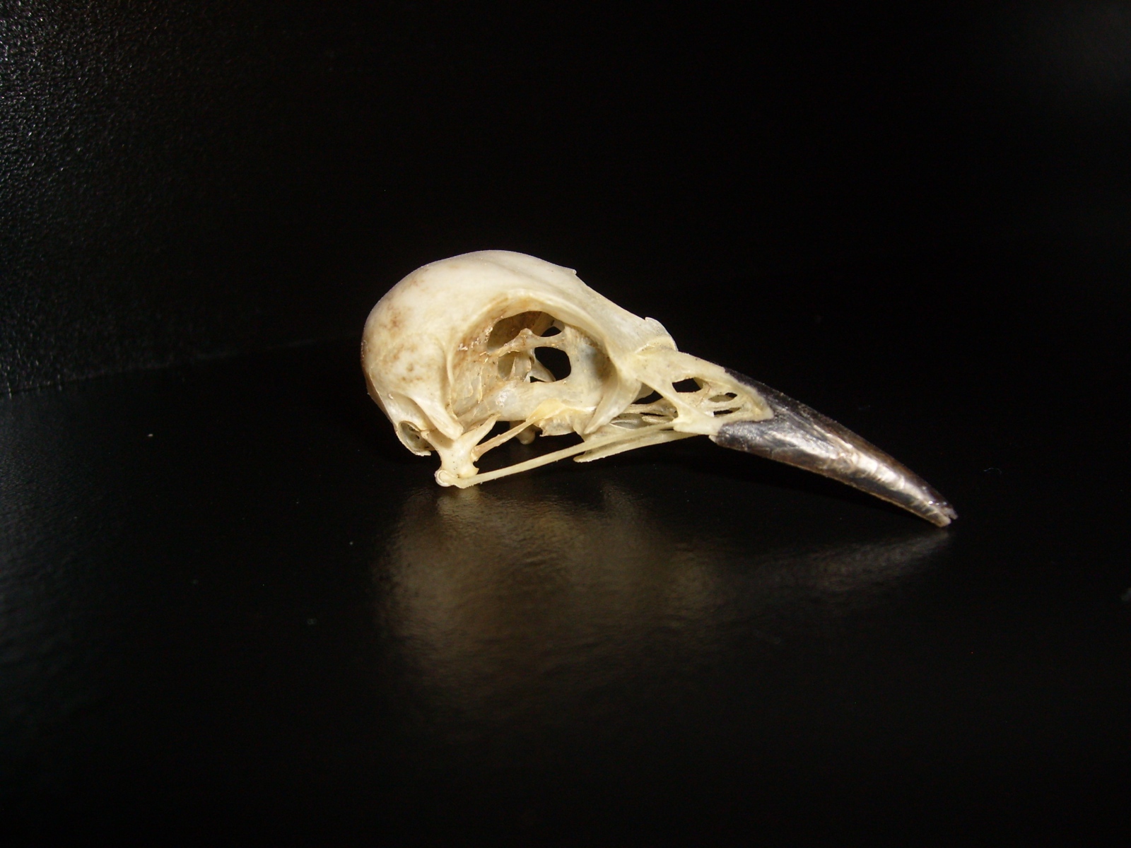 The skull of the bird on black background