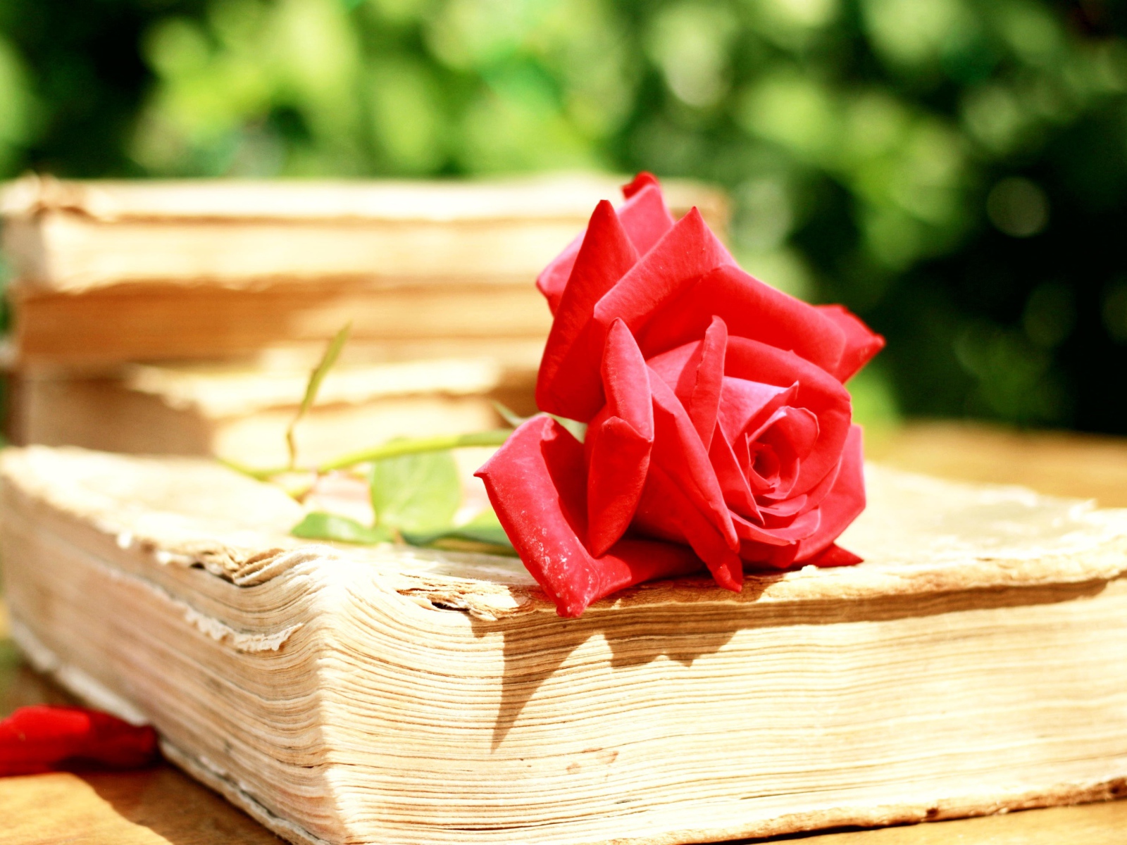 Алая роза на старой книге