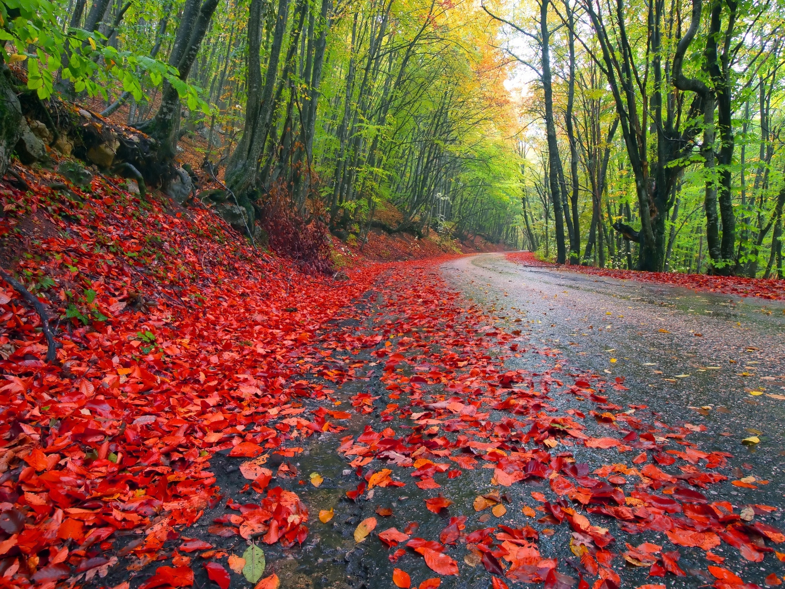 Дорога усыпана красными листьями