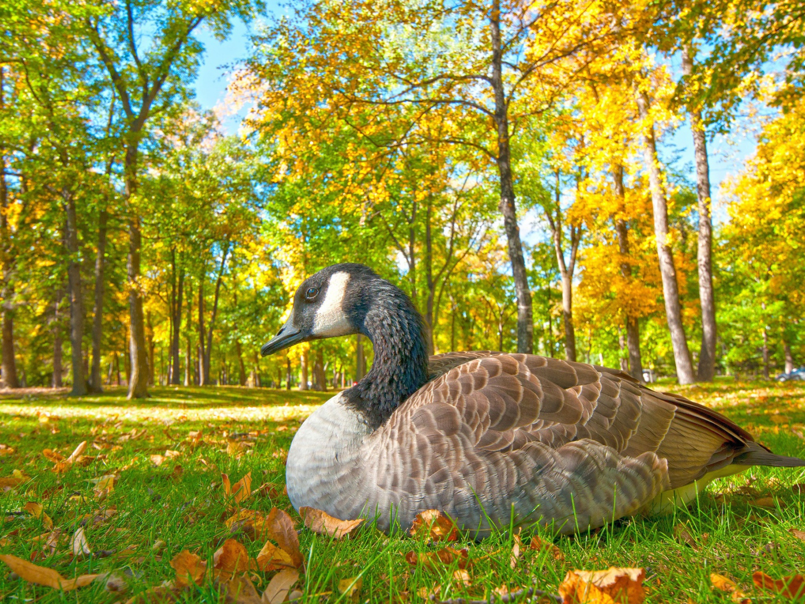 Большой гусь сидит на траве в парке осенью