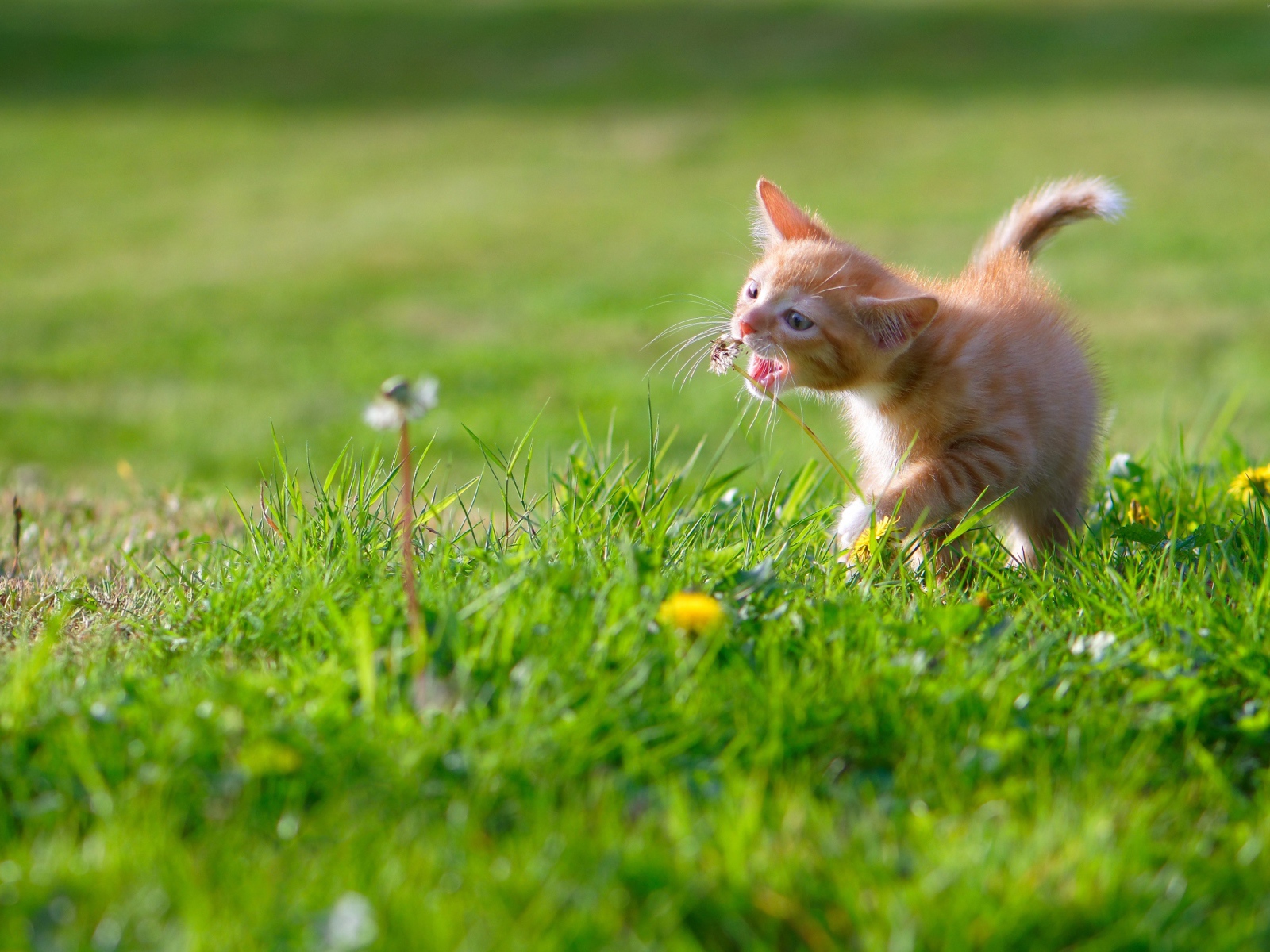 Маленький рыжий котенок играет с цветком одуванчика