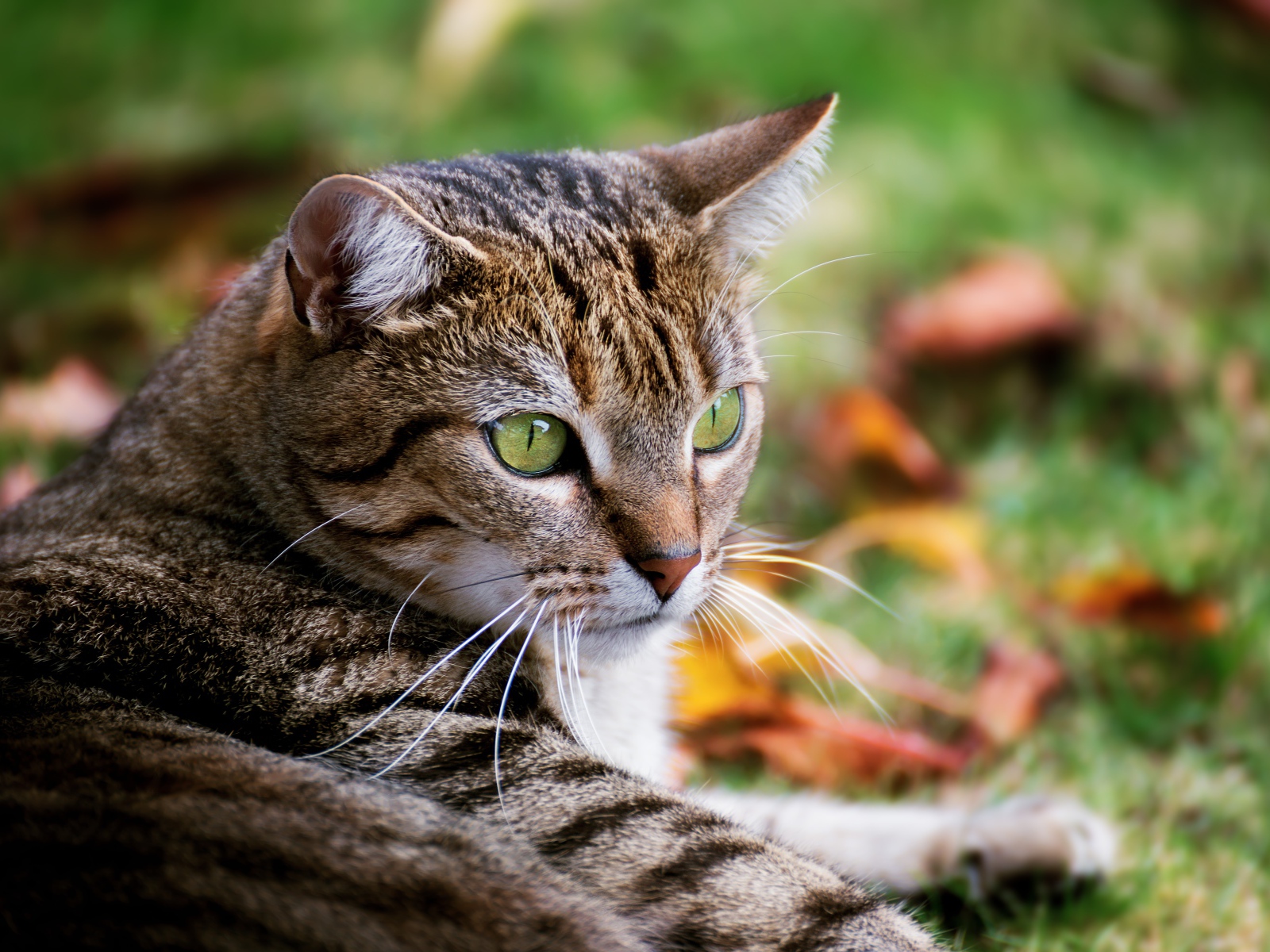 Большой серый зеленоглазый кот лежит на зеленой траве