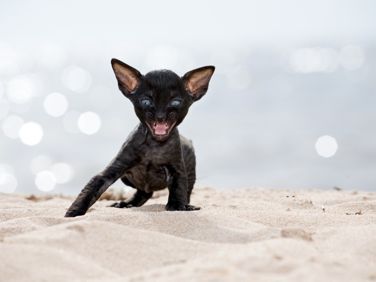 Черный котенок породы Корниш-рекс на песке
