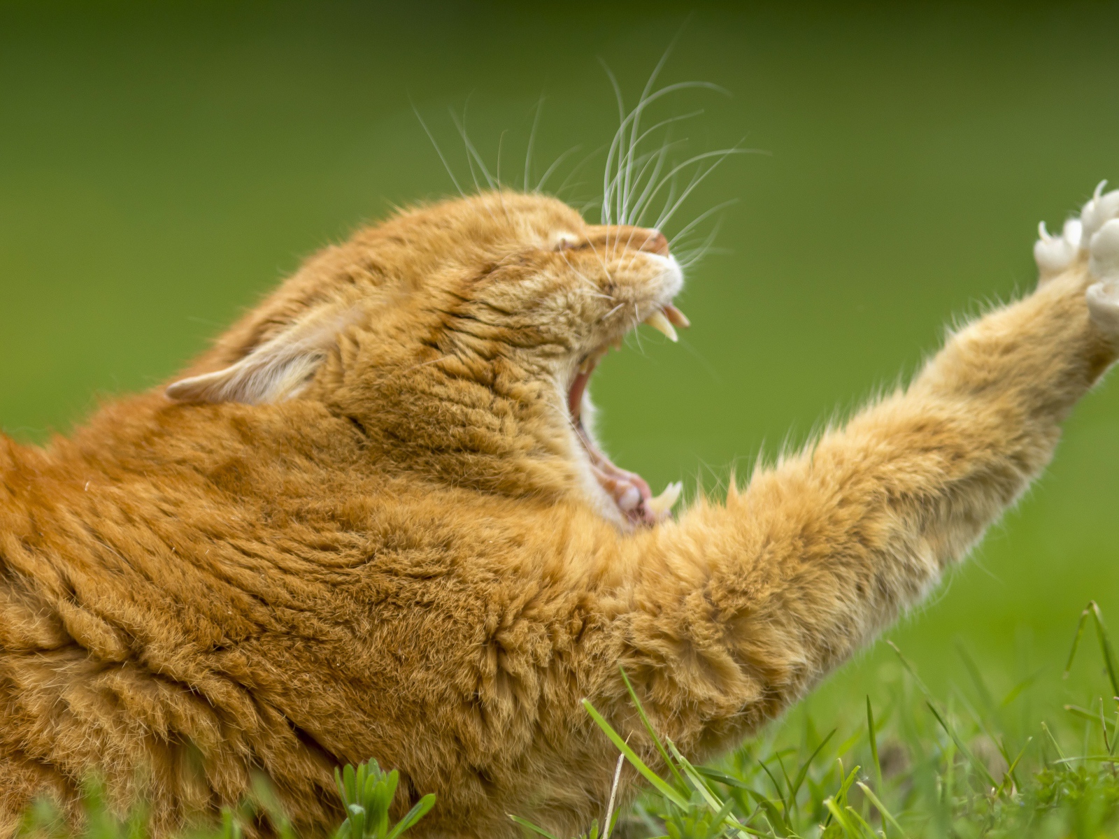 Рыжий зевающий кот на зеленой траве