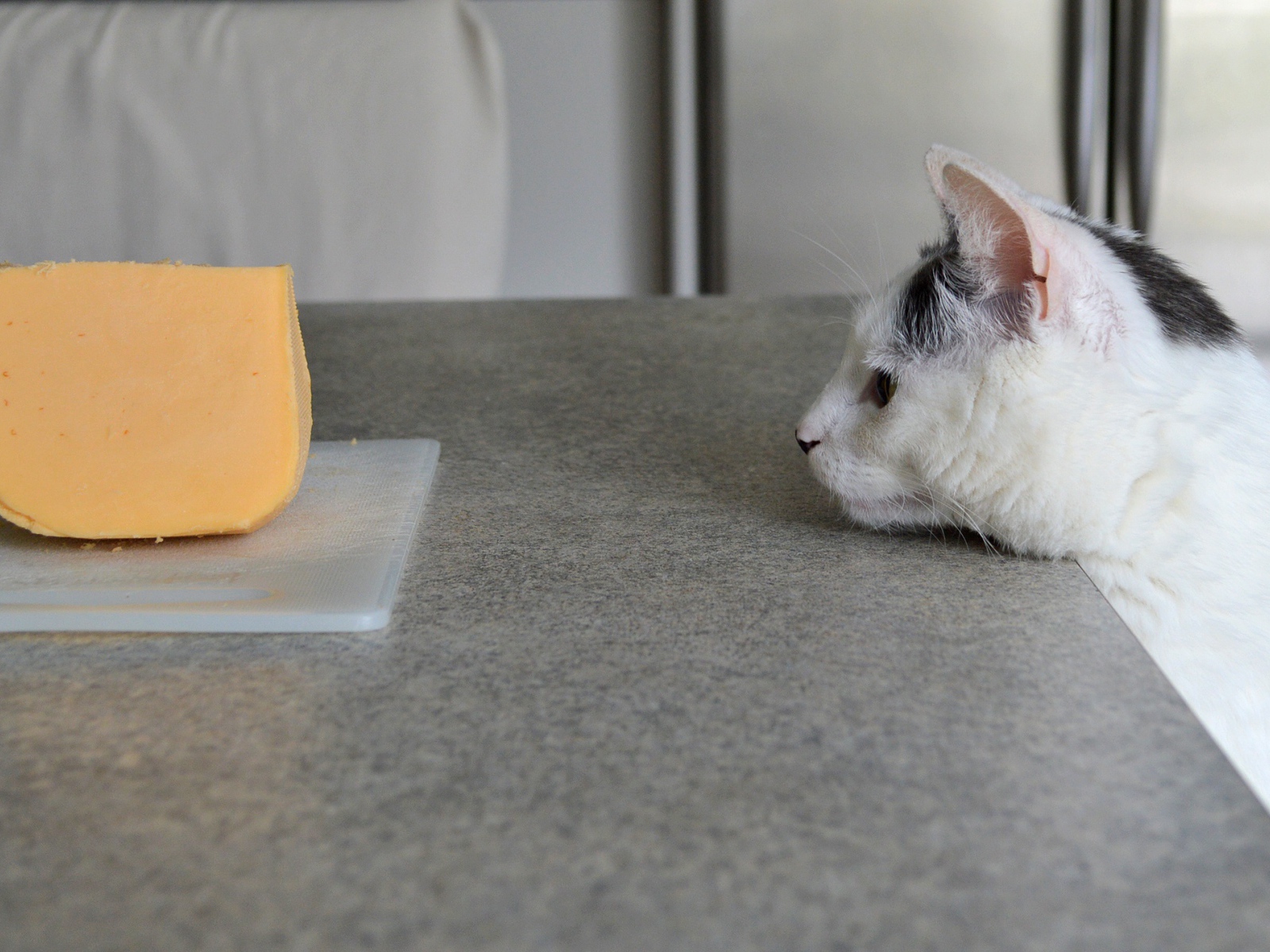 The cat looks at a piece of cheese on the table