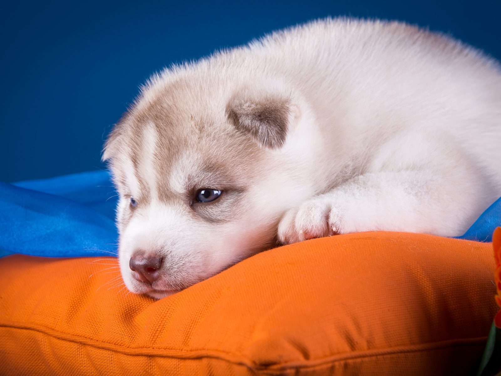 A small sad Husky puppy lies on a pillow