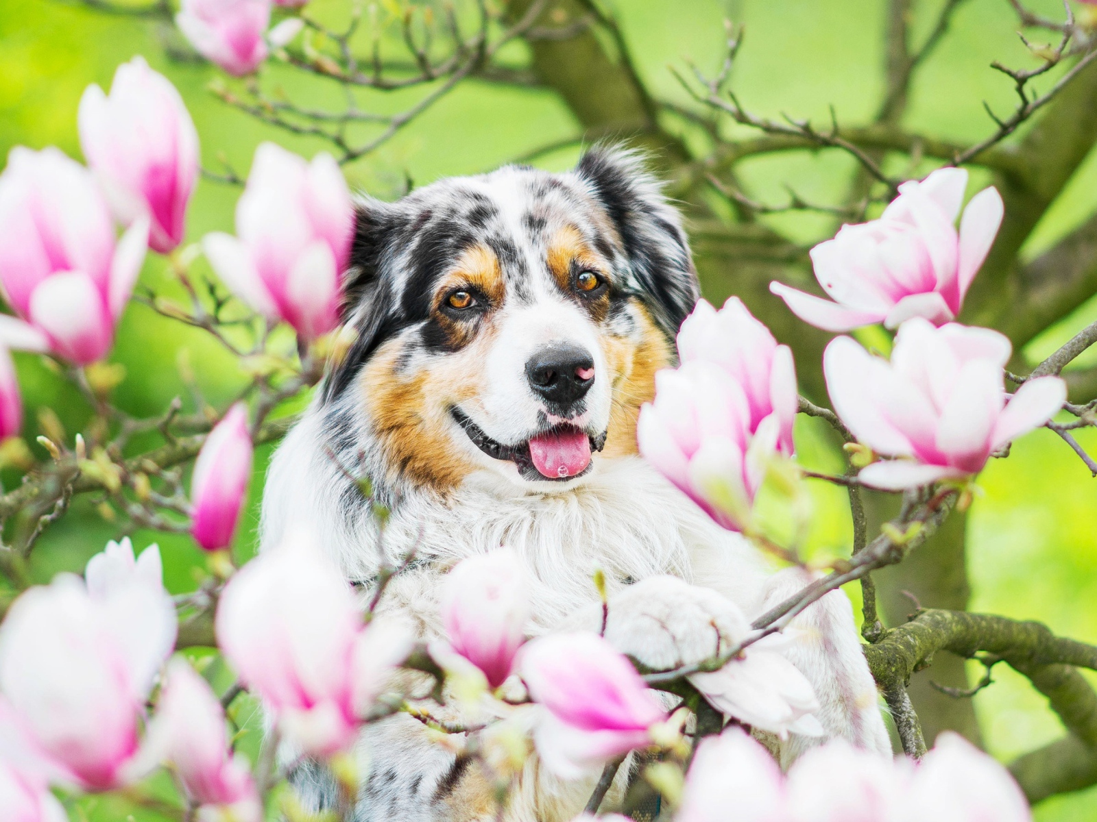 Australian Shepherd Dog in pink magnolia flowers