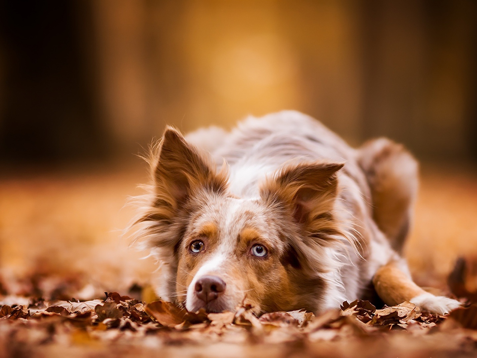 Голубоглазая рыжая собака лежит на сухой листве 