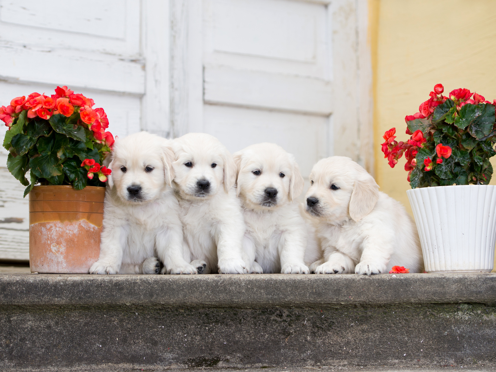 Четыре щенка золотистого ретривера на пороге с цветами бегонии
