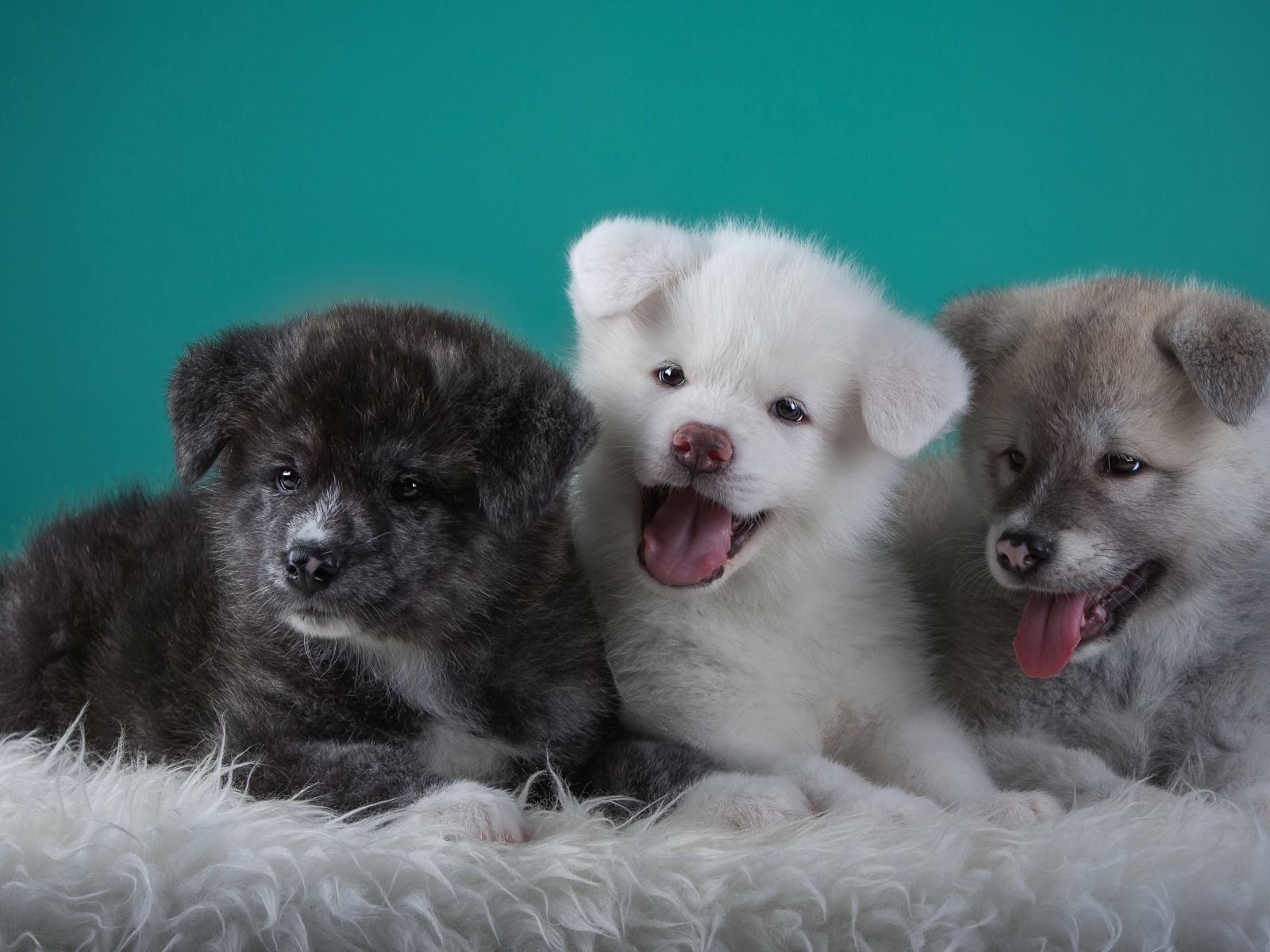 Три забавных щенка Акита-ину на зеленом фоне