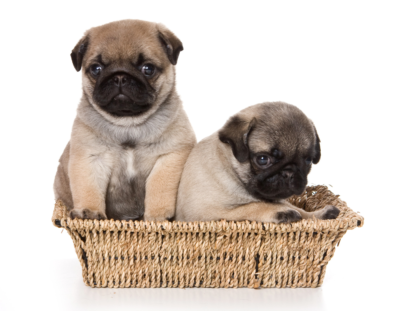 Два маленьких щенка мопса в корзине на белом фоне