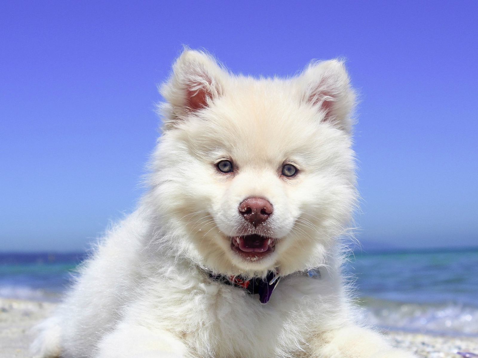 Белый пушистый щенок с розовым носом на пляже 