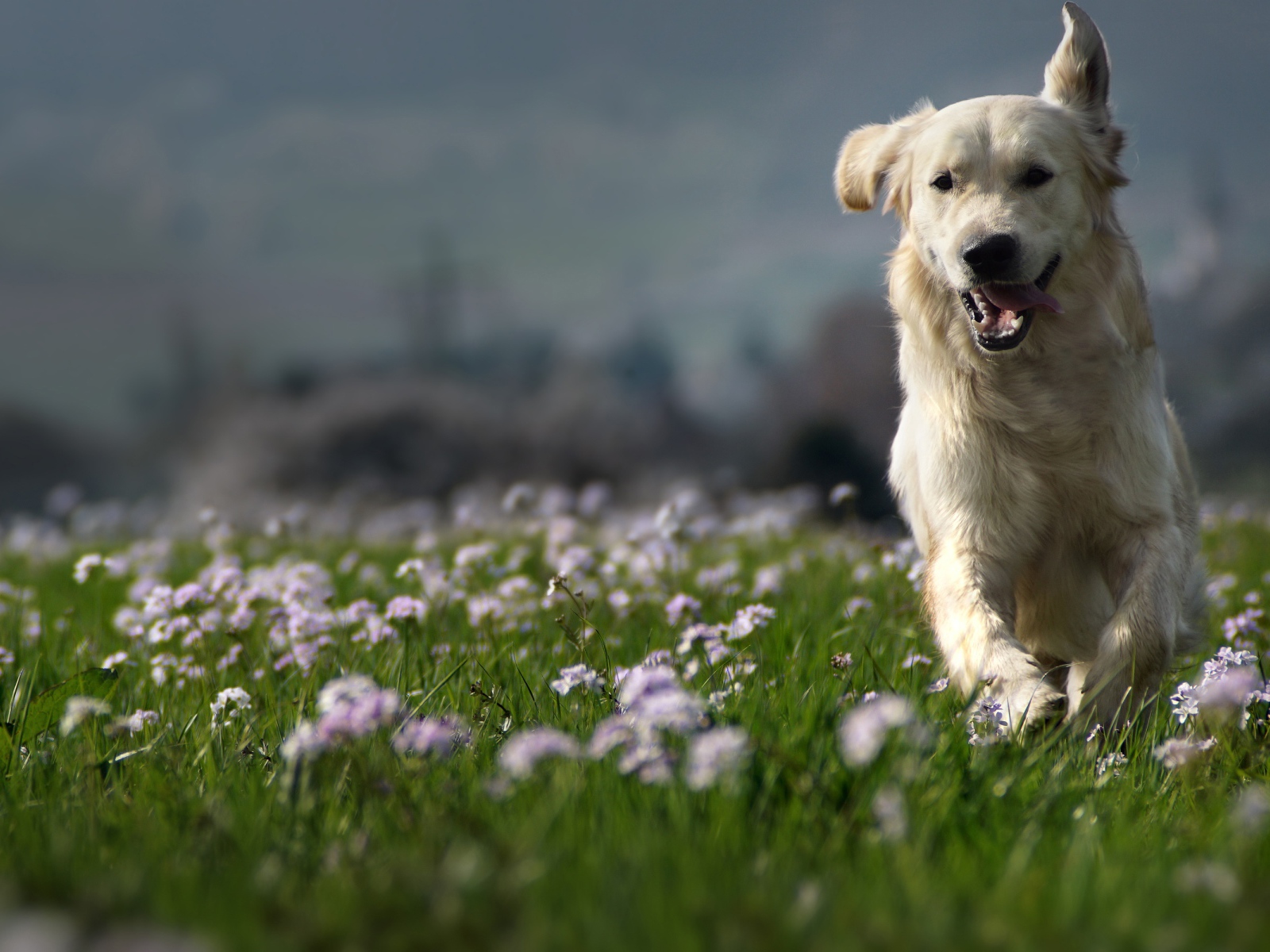 Белая счастливая собака бежит по зеленой траве 