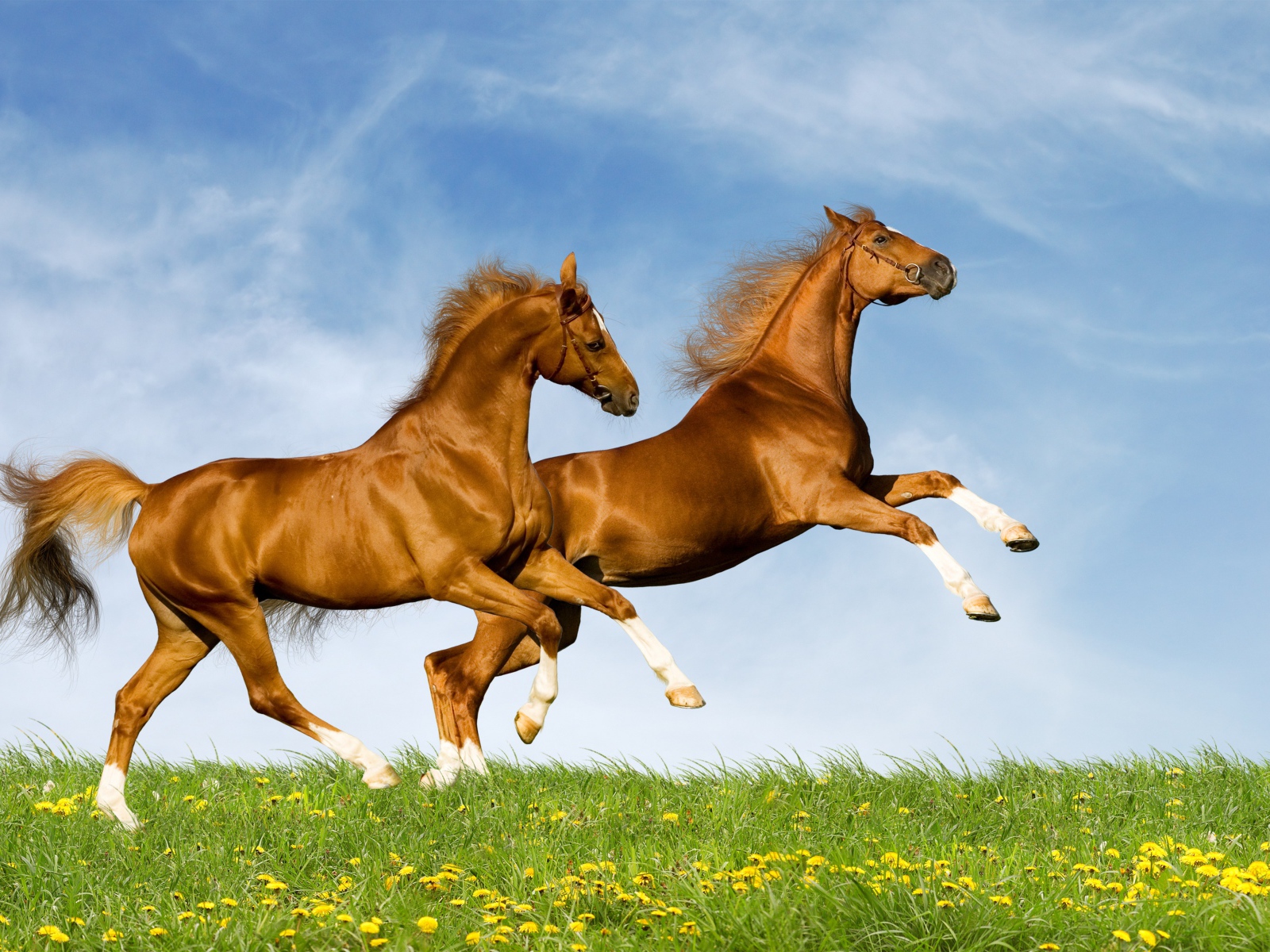 A pair of horses running across a field against a blue sky background