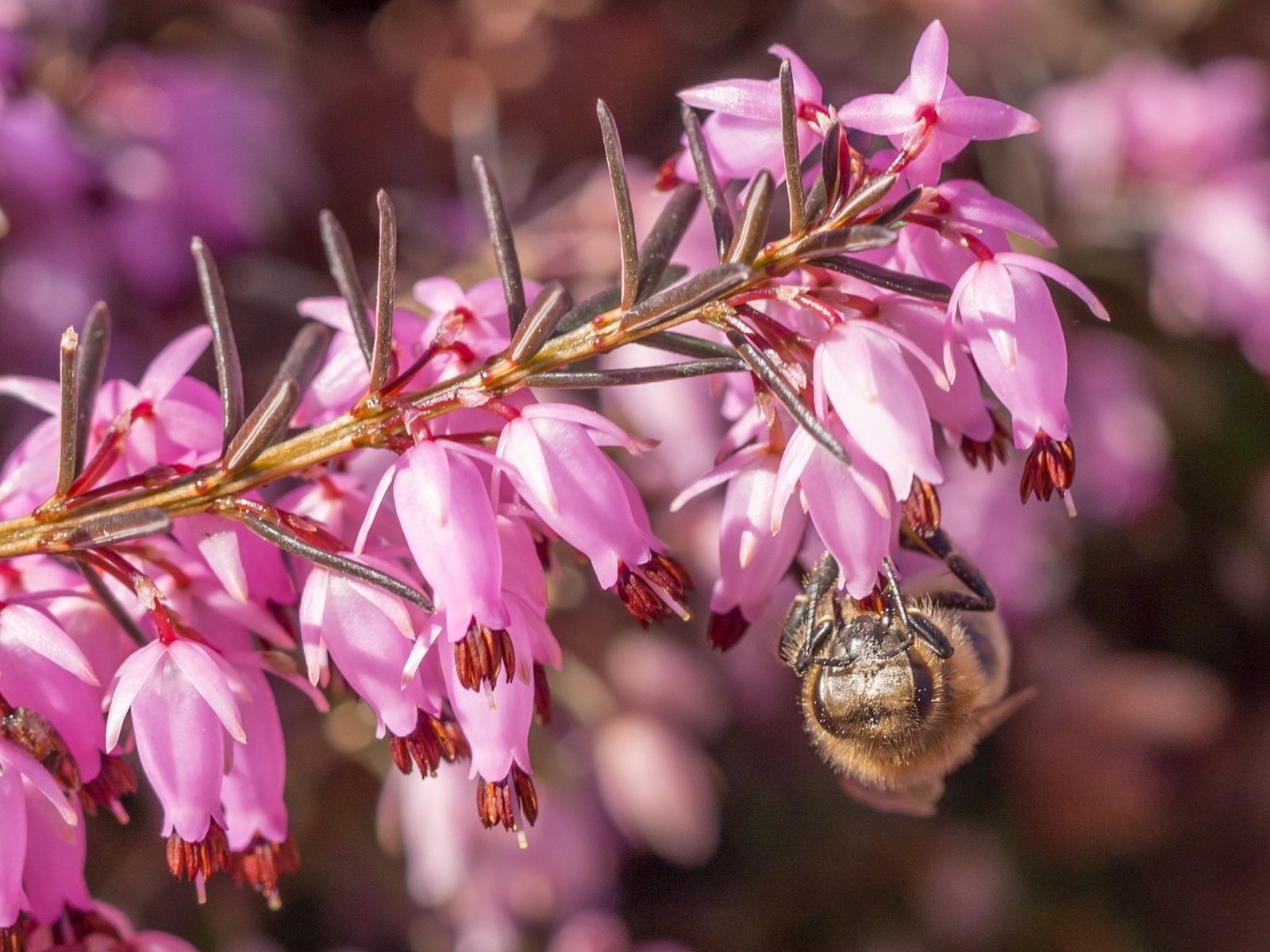 Пчела на ветке с розовыми цветами 