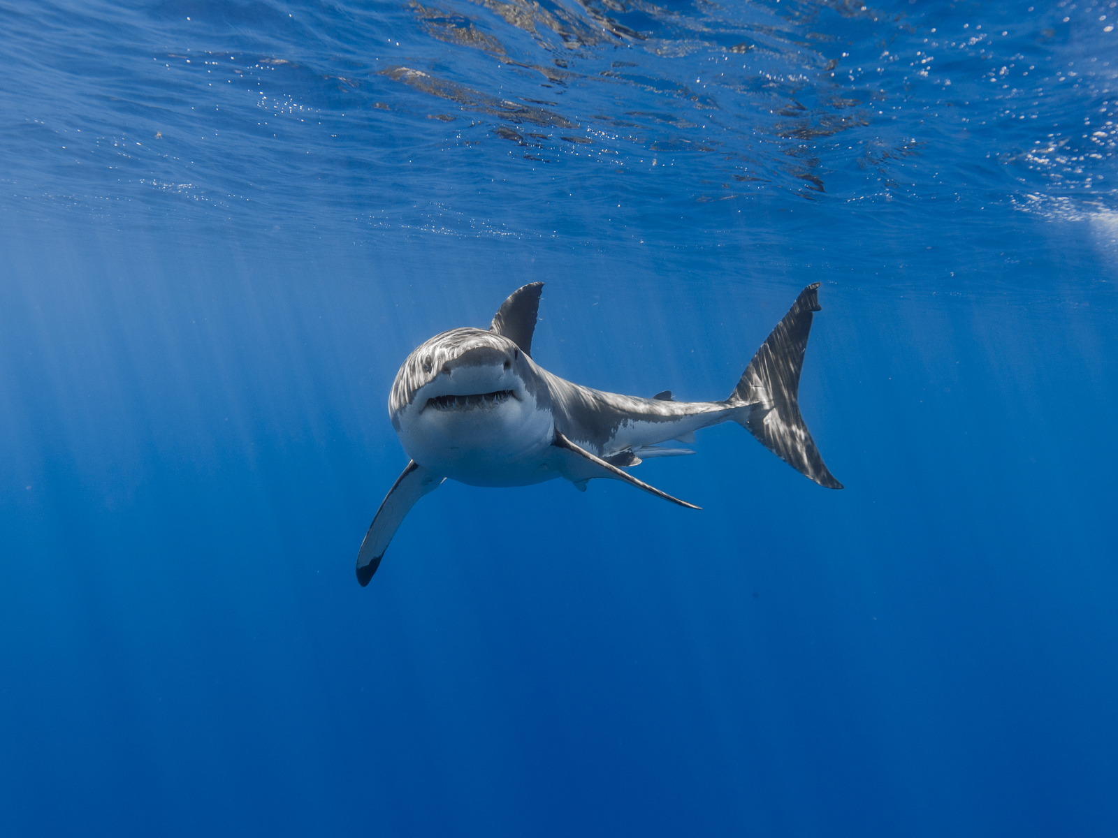 Large predatory shark swims under the water