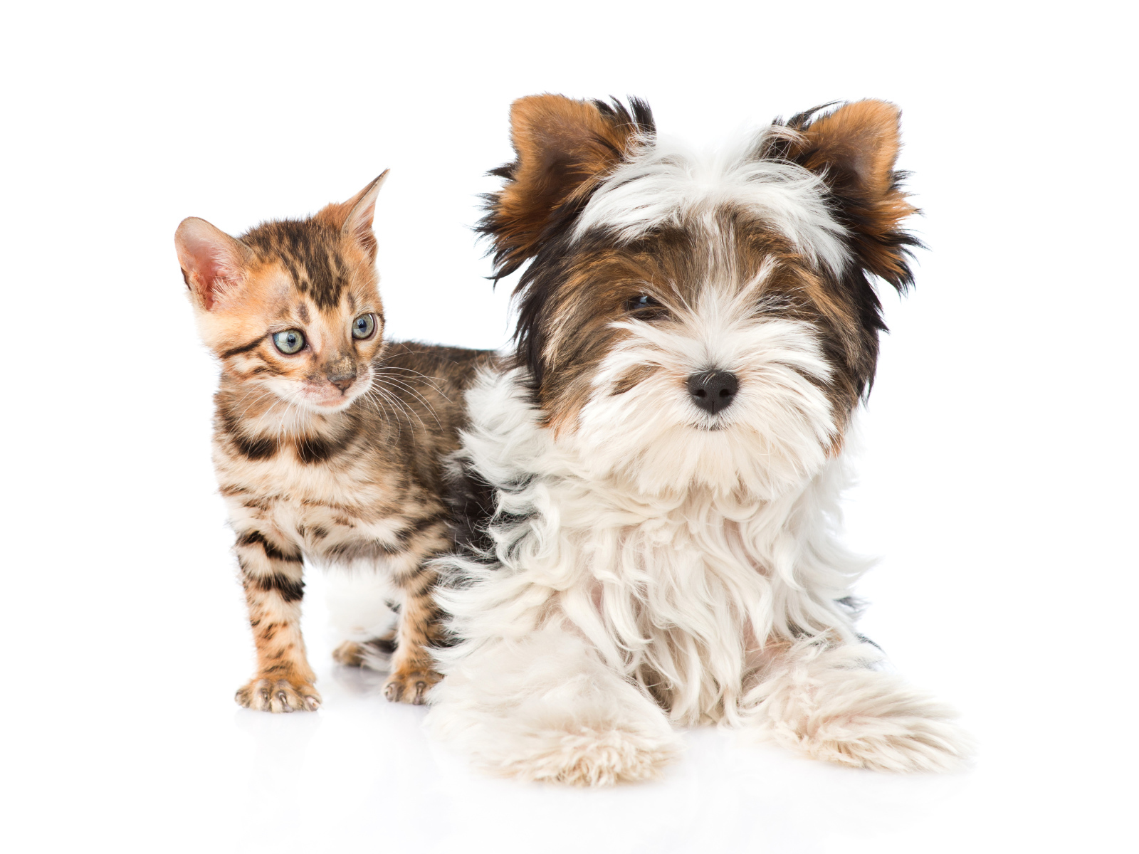 Yorkshire Terrier and little kitten on white background