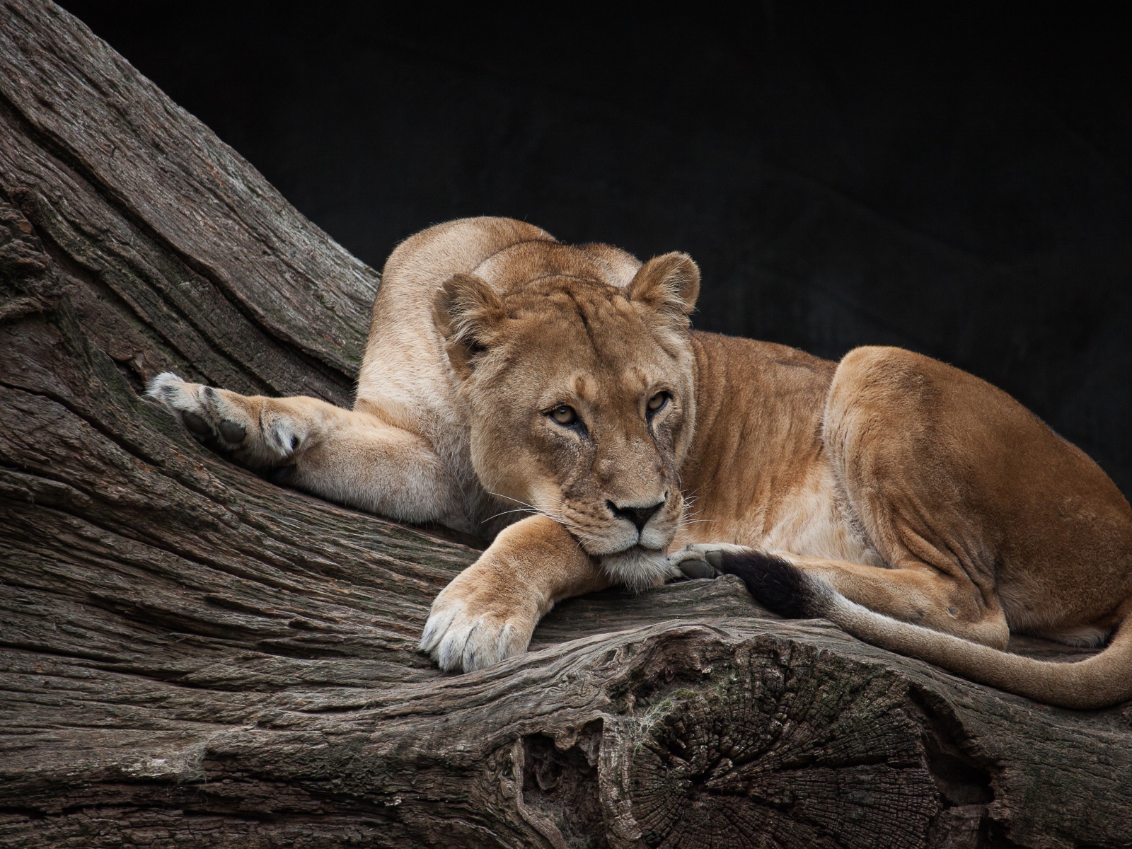 The big lioness lies on a dry tree in the zoo
