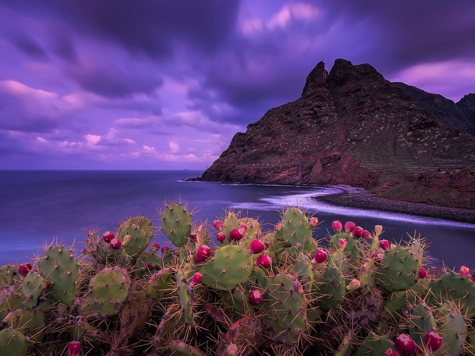 Кактусы на побережье на фоне красивого фиолетового неба