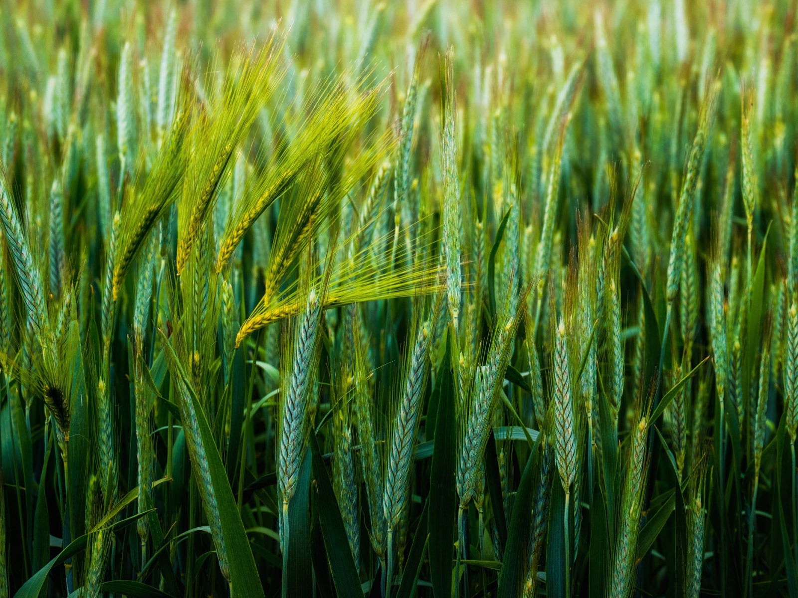 Зеленые колосья пшеницы в поле 